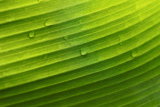 macro shot of raindrops on a green leaf