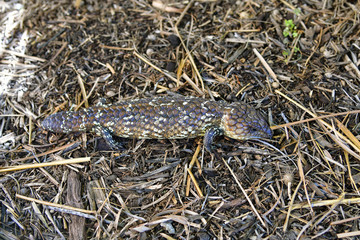 Australia, Zoology, reptile