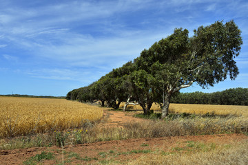 Australia, WA, Agriculture