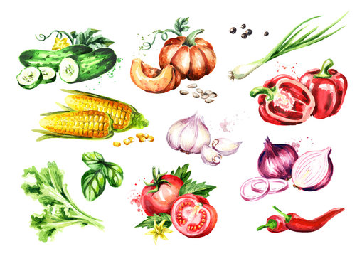 Big Vegetable set. Watercolor hand drawn illustration, isolated on white background