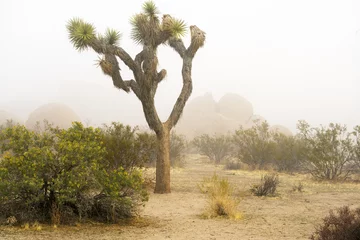  Foggy Spring Day at Joshua Tree National Park © brent coulter