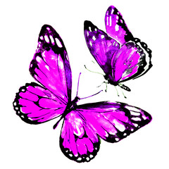 beautiful pink butterflies, isolated  on a white