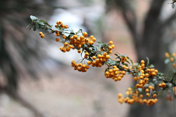 yellow berries on a bush