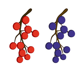 Vector illustration, flat cartoon bunch of currant berries (red and black) isolated on white background