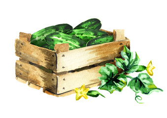 Box with cucumbers. Watercolor hand drawn illustration, isolated on white background