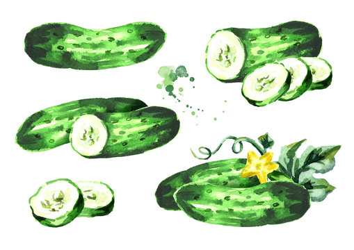 Cucumber composition set. Watercolor hand drawn illustration, isolated on white background