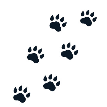 paw footprints on white, vector