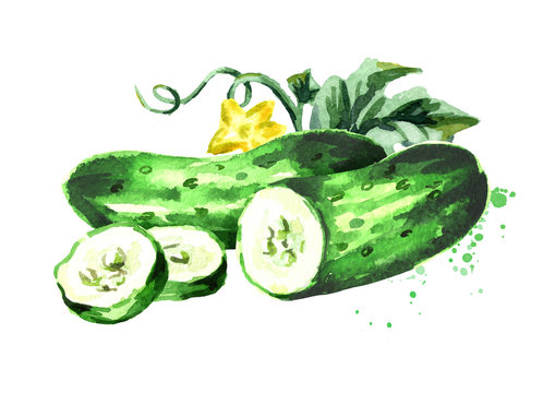 Cucumber composition. Watercolor hand drawn illustration, isolated on white background