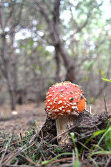 amanita