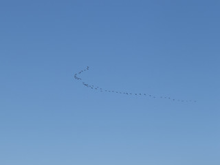 Beautiful birds flying in the sky