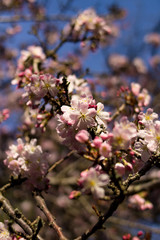 Spring blooms