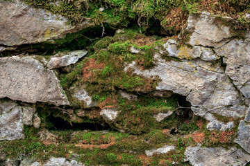 Rocky stones are covered with moss, mushrooms. Forest