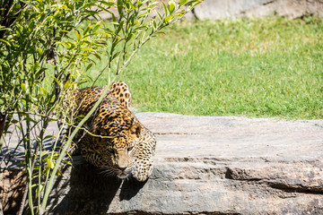  Leopard (Panthera pardus) crouching on the grass waiting