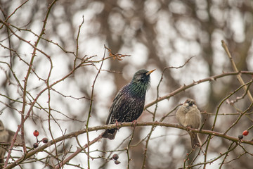  European starling sits on a branch
