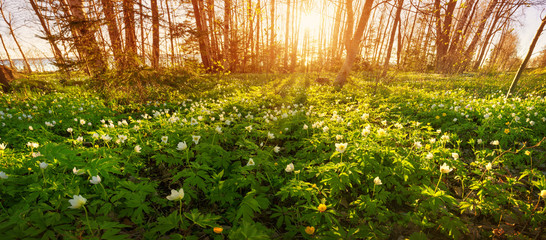 view to early spring flowers in the park. Anemone blossom at beautiful sunset with sunlight in the forest in april