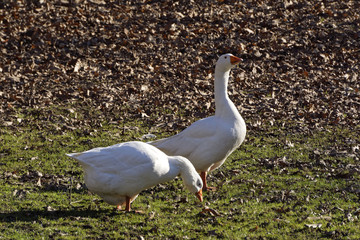 white goose in wildlife on a sunny day