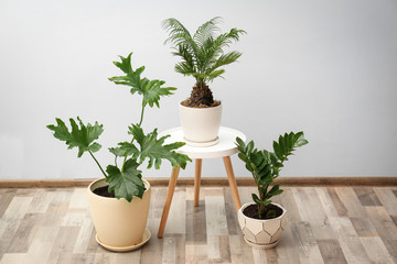 Flowerpots with tropical plants against light wall indoors © New Africa