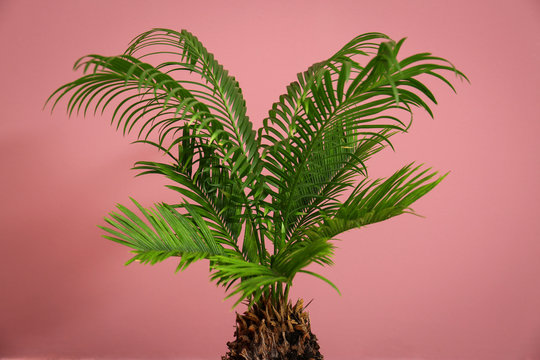 Tropical palm tree with green leaves on color background