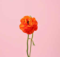 Beautiful ranunculus flower on color background