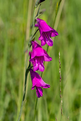 Sumpfgladiole
