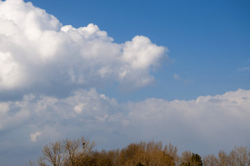 Beautiful view of sky and bushes