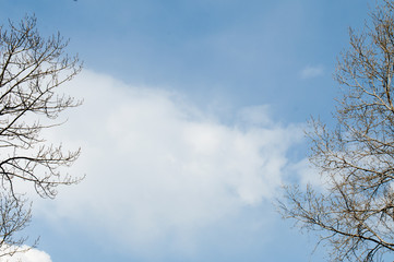 Blue sky and clouds between the tree branches
