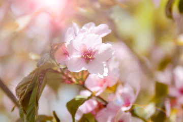 Obraz premium sakura. kwiat wiśni wiosną, piękne różowe kwiaty