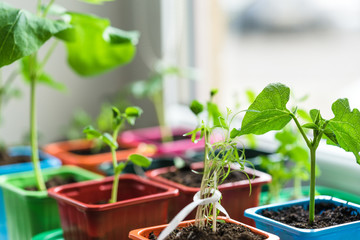 garden on the windowsill