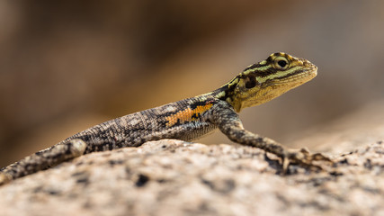 Lézard Agame planiceps femelle