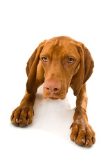 Magyar Vizsla isoliert auf wei&szlig;em Hintergrund