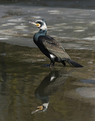 Portrait of an adult cormorant (Phalacrocorax carbo) resting on ice, The Netherlands