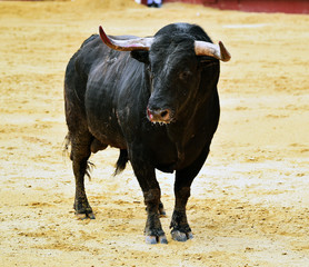 toro en espa&ntilde;a