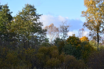 Fototapeta premium forest