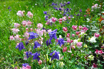 Bright garden flowers in early spring (flower Aquilegia)