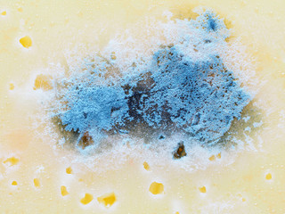 Mold on cheese background, rotten cheese, macro, close-up