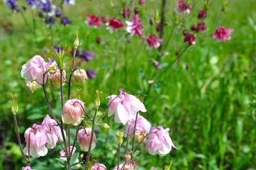 Bright garden flowers in early spring (flower Aquilegia)