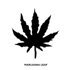 marijuana leaf silhouette on white background, in black