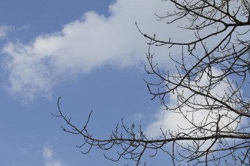 The tree branches under the clouds