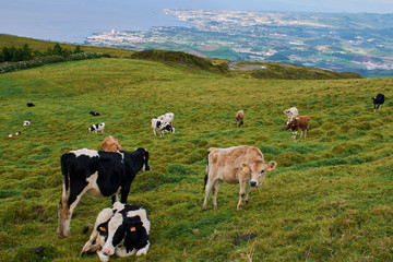 calves and cows on a green meadow with a view to Ponta Delgada landscape in the background 