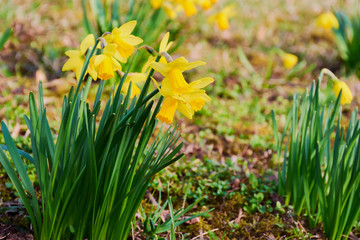 Osterglocken (gelbe Narzisse) im Frühjahr, Narcissus pseudonarcissus