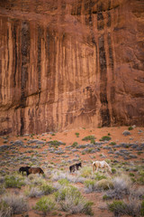Navaho horses in northern Arizona.