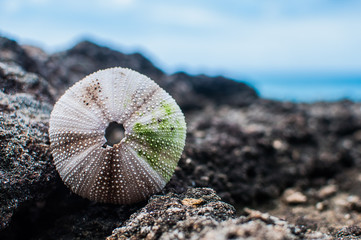 Sea Urchin shell with pattern on rock
