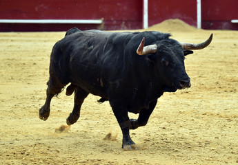 toro en españa