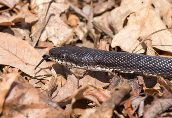 Black Rat Snake
