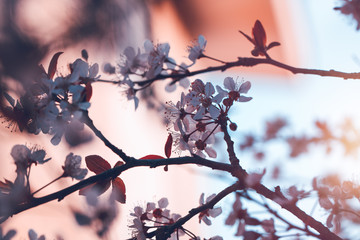 Blooming of cherry tree