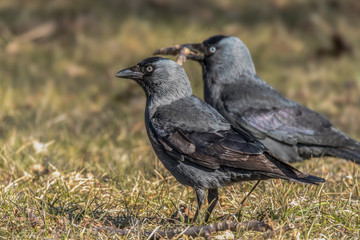 Jackdaws collect material for nest building on a meadow. Very smart birds with blue eyes. Concept: birds or animals