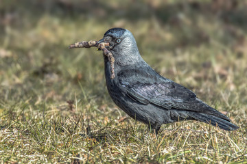 Jackdaws collect material for nest building on a meadow. Very smart birds with blue eyes. Concept: birds or animals