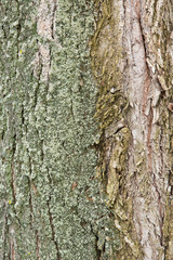 The texture of the tree bark