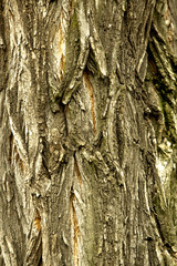 The texture of the tree bark