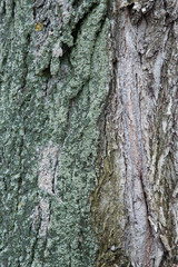 The texture of the tree bark